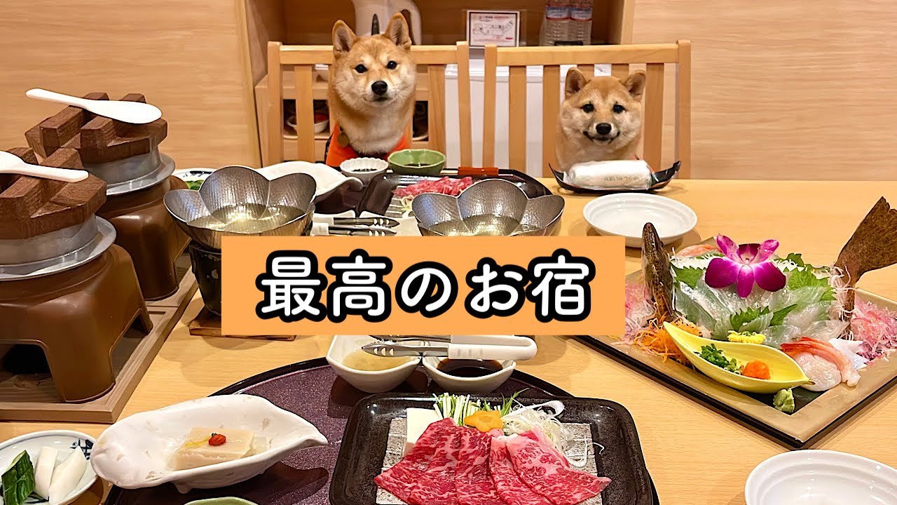 【長崎旅行】愛犬と一緒に最高のお宿に行ってきました