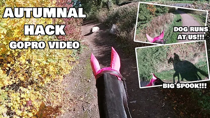 AUTUMNAL HACK | Go Pro video | A DOG RUNS AT US AND SPOOKS MY HORSE!