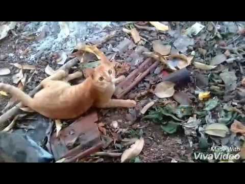 funny-orange-cat-meow