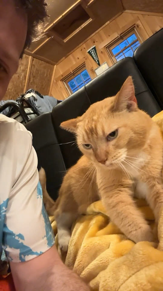 Cute🍊Orange Cat Makes Biscuits on Golden Blanket while Purring😻shorts