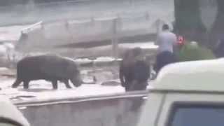 The biggest flood in Georgia (13/06/2014) Zoo animals are walking in the street,