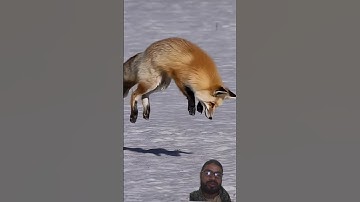 #egzonibrahimi #سورة_الإخلاص #viralvideo #comment #like #share #ikhlas #birds #howtolearnmadaniqaid