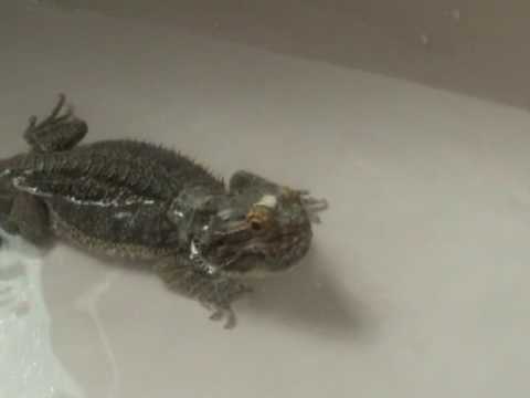 lizard skin grips Bearded Dragon Harry having a bath