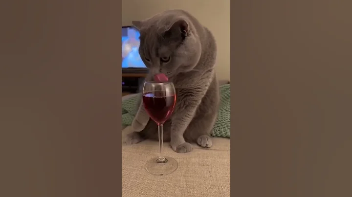 Video 11474451: gray british shorthair, british shorthair red, cat drinking, cat sleeping, funny cat
