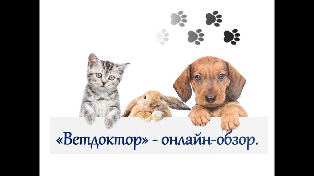Ветдоктор воскресенск. Ветдоктор прокопьевск. Ветдоктор ветеринарная. Ветклиника воскресенск. Ветдоктор прокопьевск.