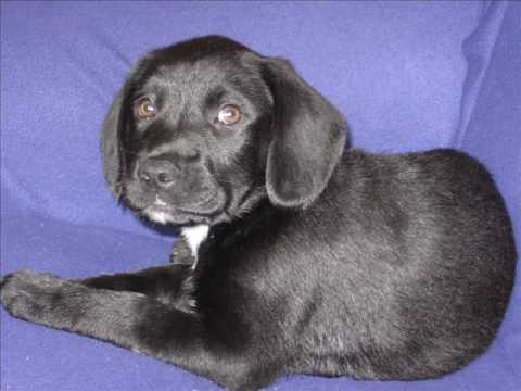 My Springer spaniel x Labrador