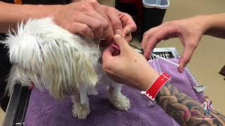 How to unclog a feeding tube in a dog | VETgirl Veterinary Continuing Education Videos by VETgirl 10,542 views 6 years ago 1 minute, 21 seconds