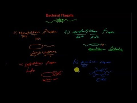 Arrangement of bacterial flagella