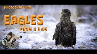 Photographing eagles from a hide