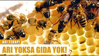 Arının Ölüsü Bile Şifa Kaynağı Nasıl Fayda Sağlıyor? Arı Terapi