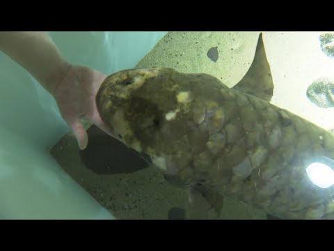 Meet Methuselah, the World’s Oldest Aquarium Fish