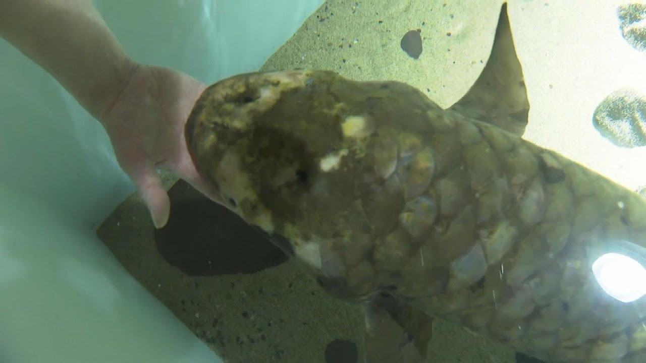 Meet Methuselah  the World   s Oldest Aquarium Fish