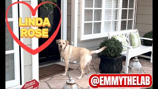 My Dog's Obsession with the Neighbor, Linda Rose