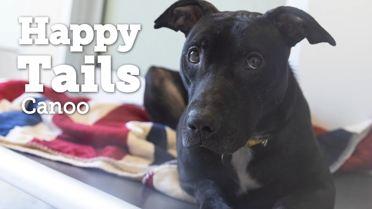 Canoo’s Heart-Wrenching Road to Recovery Leads Him Home