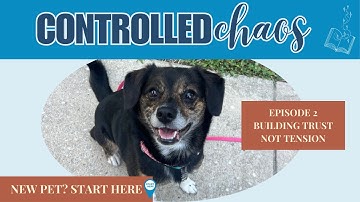 How to Build Trust with a New Rescue Dog or Puppy