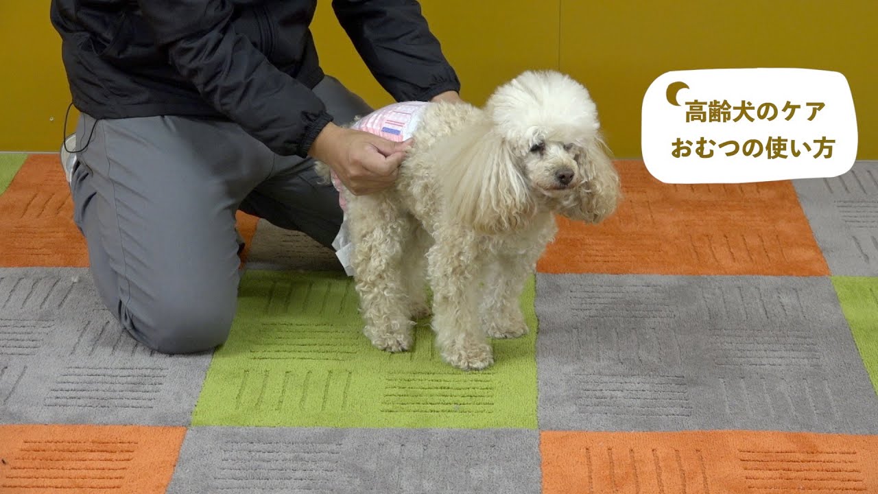 高齢犬のケア　おむつの使い方