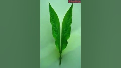 🍃➡️🦋 Stunning Leaf to Butterfly Transformation! ✨ Mind-Blowing Transition!
