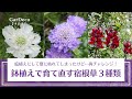 【枯れた原因は？】夏越しに失敗した宿根草の苗を再購入【鉢植えで育て直し】