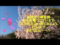 💖#米田ひろし💖#あなたに逢えてよかった(^^♪#聖歌396番#十字架のかげに🎵#聖歌400番#きみもそこにいたのか#サンシュウ&スモモの花