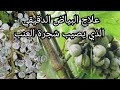 علاج شجرة العنب من البياض الدقيقي وطرق الوقاية ورش المبيدات