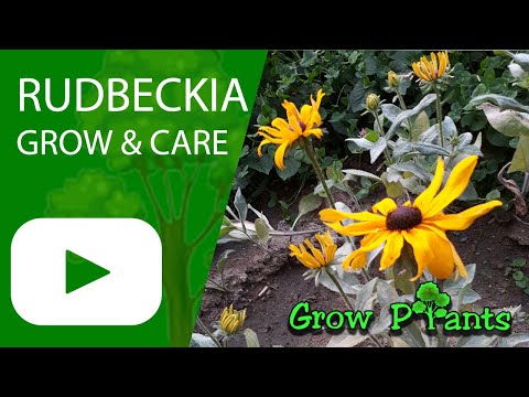 Rudbeckia – grow & care (Beautiful flowers)