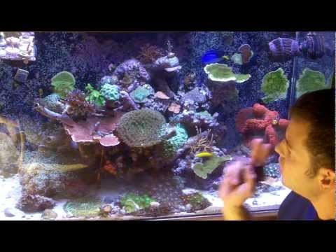 Video: Kaip Auginti Koralus