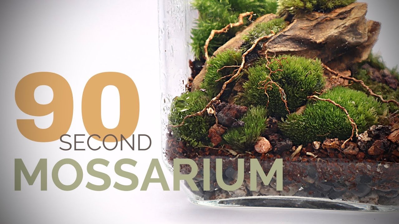 Mossarium 101: A Complete Guide To Making Your Own Moss Terrarium!