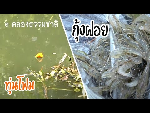 คันไม้ไผ่ ทุ่นโฟม เหยื่อกุ้งฝอย คลองธรรมชาติ | เด็กตกปลา