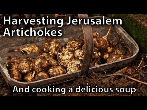Video: Paano Makakain Ng Artichoke Sa Jerusalem