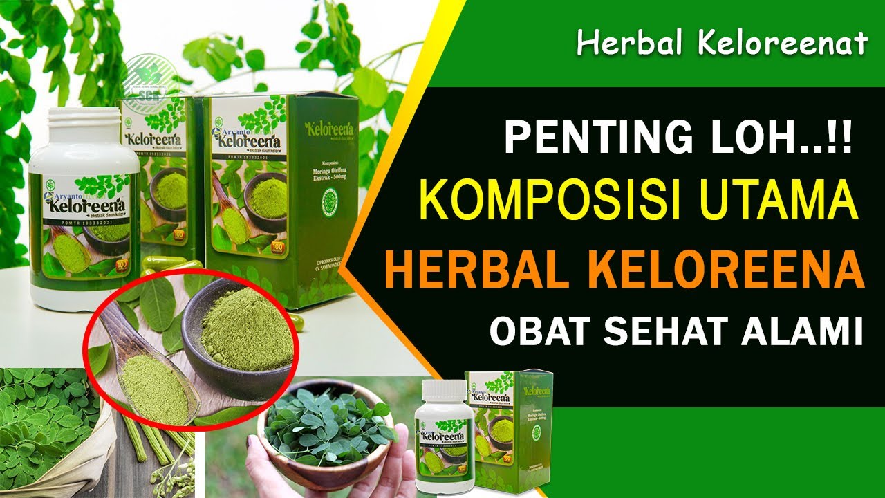 Khasiat Daun Kelor untuk kesehatan - Herbal Keloreena 