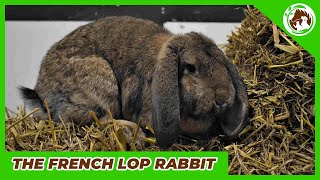 Meet the French Lop, the most beautiful rabbit in the world