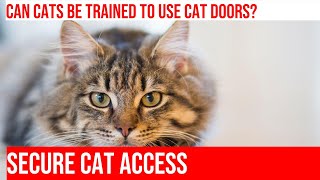 Train Your Cat to Use a Timed Cat Door: Tips and Tricks by Meow-sical America 133 views 4 months ago 5 minutes, 16 seconds