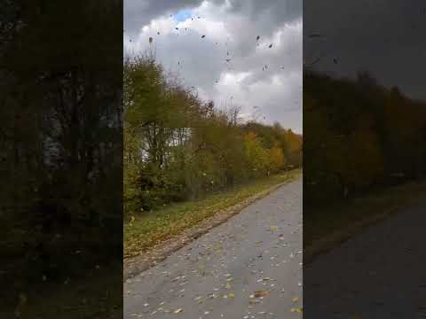 Золотий листопад