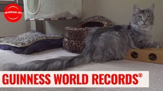World’s Tallest Cat AND Longest Tail | Guinness World Records: Officially Amazing | Universal Kids