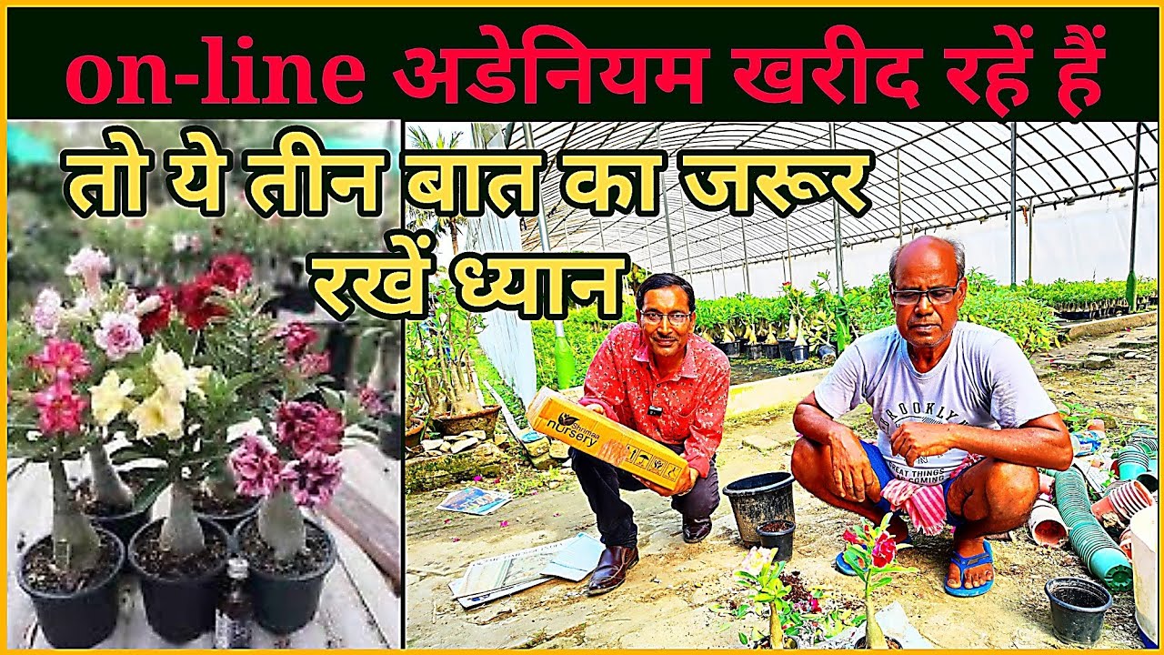 ऑनलाइन में एडिनियम का पौधा खरीद रहें हैं ? तो ये ३ बात की जरूर रखें ध्यान,नहीं तो पौधे मर सकते हैं