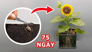 75 Ngày Trong 2 Phút - Xem Quá Trình Phát Triển Từ Hạt Đến Khi Ra Hoa Hướng Dương