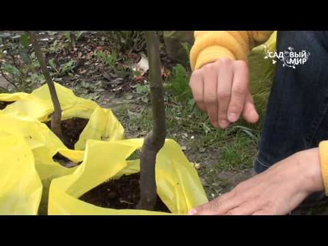 Вопрос: Как посадить саженец плодовых с распустившимися листьями?