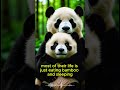 Cute Animal Fact: Baby Pandas Sleep a Lot  #pandafacts#cuteanimals#animalfacts#wildlife