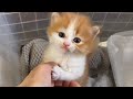 保護２日目で名前を呼ばれると返事をする子猫が可愛すぎます【成長記録#３】