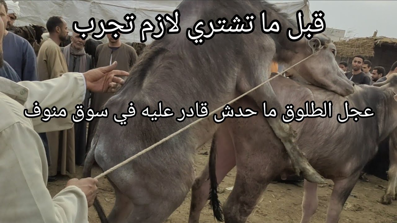 عجل جاموس للطلوق تحت التجربه في سوق منوف العمومي🌶️💥 اسعار الجاموس اللحم القائم عدت الحدود ٥/١٤