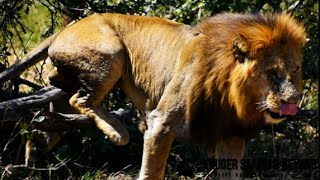 RARE FIND! HUGE Darkmane S21 Male Lion Found, Alone In Territory! Kruger National Park!#lion