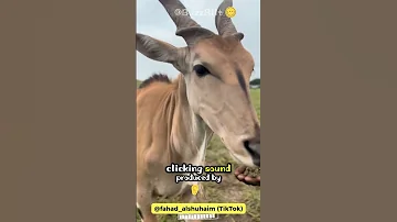 Eland The Gentle Giant Of The Savanna Shorts Buzzbilt 