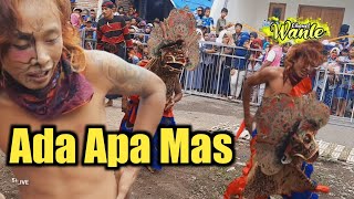 Kuprit Kucing Kalimantan || Singo Barong Original Live Kupang Tebel