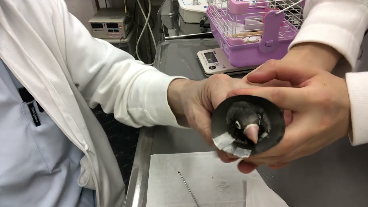 ⑹ボタンインコのサクちゃんの診察治療