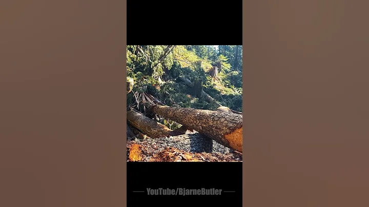 slo-mo fir | TRIGVI.COM - DayDayNews