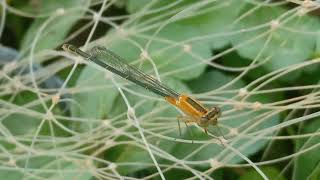 Pepatung, February 23, 2021