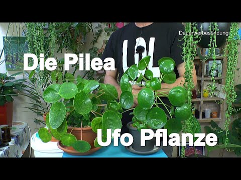 Video: Pilea (48 Fotos): Pflege Einer Blume Zu Hause, Arten Von Zimmerpflanzen Kleinblättrig Und Einblättrig, Peperomie Und Depression, Eingewickelt Und Norfolk-Sorte