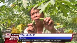Fruit production suffers in hot weather, prices rise 20160725 公視晨間新聞