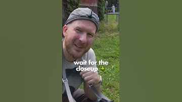 Stinkbug Macro Photography