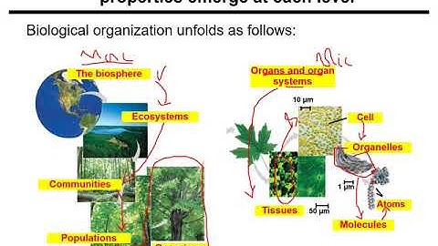 Chapter 1 2  Life and hierarchy of organization